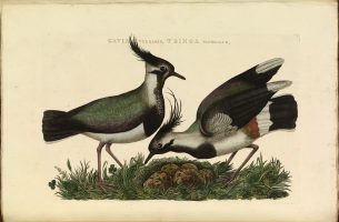 Kieviten. Uit: De Nederlandsche vogelen (1770-1829), Cornelius Nozeman en Christiaan Sepp (Koninklijke Bibliotheek).